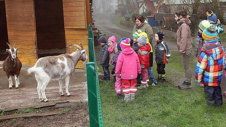 Ziegenbock Anton freute sich über die Besuch der Kinder des Münnerstadter Kindergartens, der willkommene Abwechslung bot.