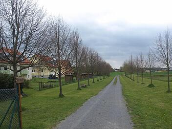 Als Ausgleichsfläche für das neue Baugebiet "Westlich der Ziegelei" in Ebenhausen kann die Gemeinde die Jubiläumsallee zwischen Oerlenbach und Eltingshausen einbringen.  Foto: Stefan Geiger
