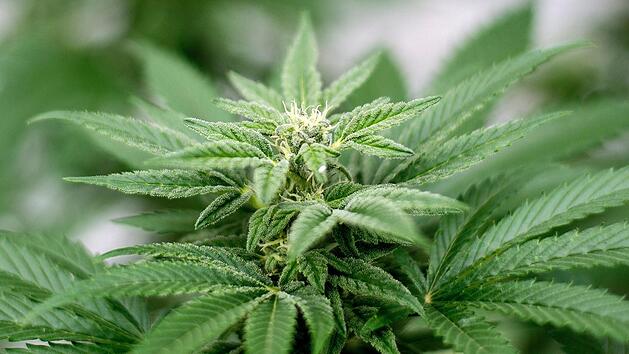 Laut einer aktuellen Umfrage ist die deutliche Mehrheit der Deutschen f&uuml;r eine Legalisierung von Cannabis. Foto: Matt Masin/Zuma Press/dpa
