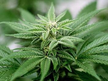 Laut einer aktuellen Umfrage ist die deutliche Mehrheit der Deutschen für eine Legalisierung von Cannabis. Foto: Matt Masin/Zuma Press/dpa