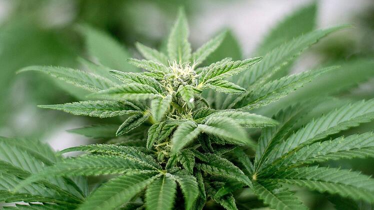Laut einer aktuellen Umfrage ist die deutliche Mehrheit der Deutschen für eine Legalisierung von Cannabis. Foto: Matt Masin/Zuma Press/dpa