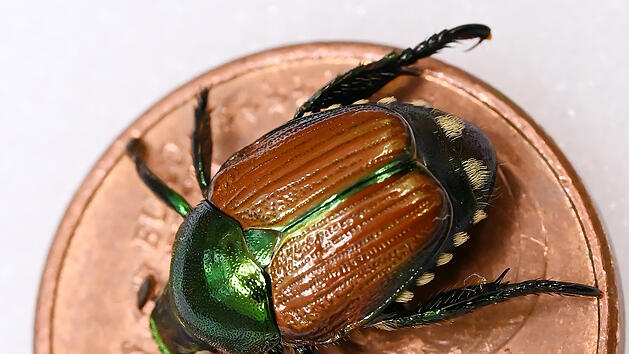 Der Japank&auml;fer wurde auch schon in Bayern gesichtet