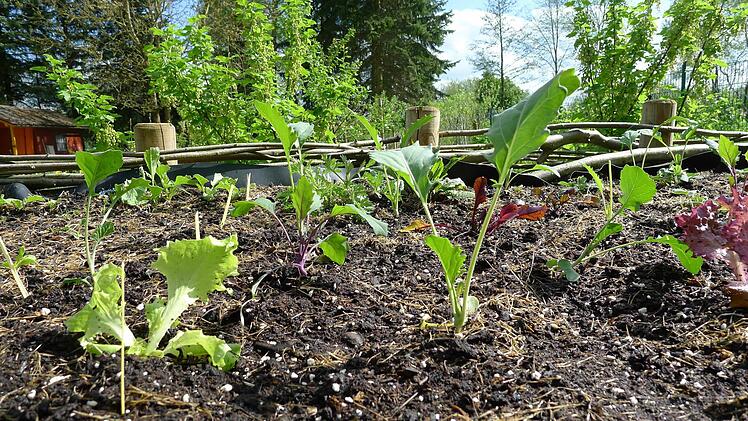 Auch bei der Traumgarten AG sind die Beete bereit für das Experiment Selbstversorgung Foto: Dagmar Besand