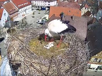 Höchstadt: Süßer Nachwuchs bei Storchenpaar - Küken per Live-Cam zu sehen