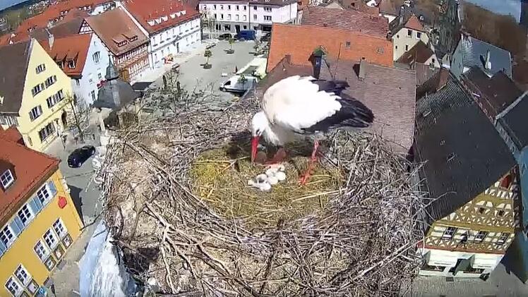 Höchstadt: Süßer Nachwuchs bei Storchenpaar - Küken per Live-Cam zu sehen