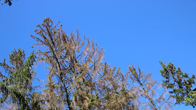 Fichten: tot. Der Borkenkäfer frisst sich durch den Landkreis Haßberge und wütet besonders im Bereich Ebern.