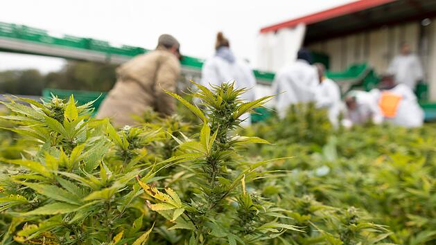 Harte Hand gegen Kiffer: Das ist der Stand bei Bayerns Cannabis-Clubs
