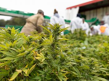 Harte Hand gegen Kiffer: Das ist der Stand bei Bayerns Cannabis-Clubs
