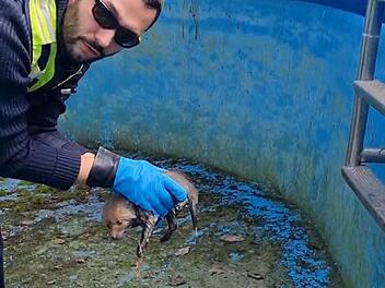 Fuchs fällt in ausgetrockneten Pool