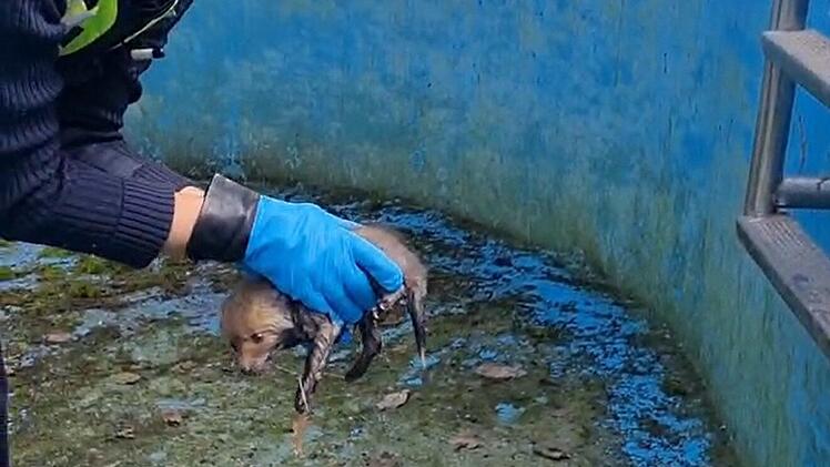 Fuchs fällt in ausgetrockneten Pool