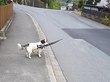 Der Schirmhund "Dr. Snuggles" in Weilersbach Foto: Leo Hühnlein