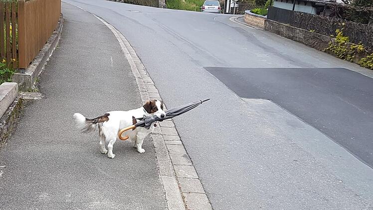 Der Schirmhund "Dr. Snuggles" in Weilersbach Foto: Leo Hühnlein