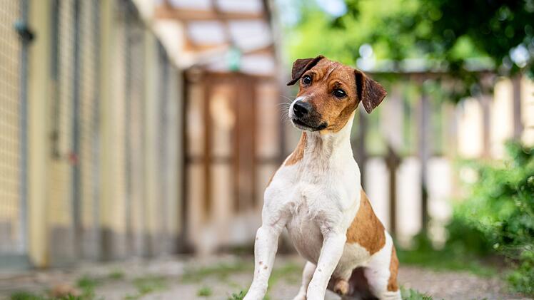 Tierheim Nürnberg: Hund Goofy wartet schon fast ein Jahr - hat "ein paar Besonderheiten"