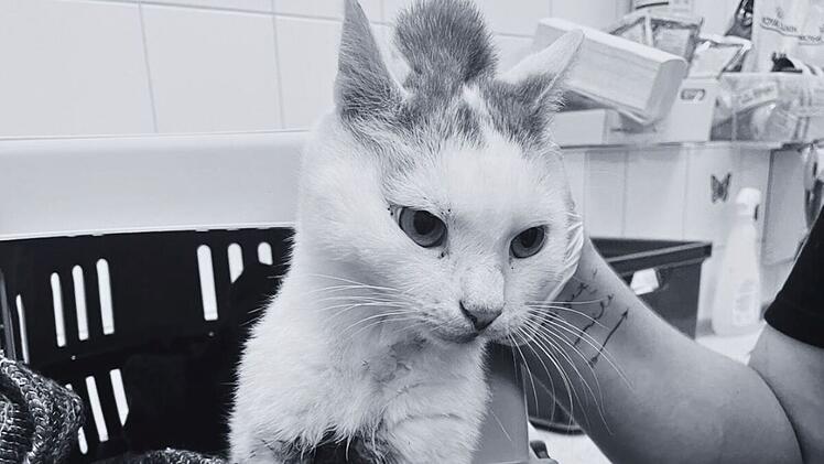 Katzenhilfe Würzburg teilt schockierendes Katzen-Schicksal - Foto mit "Trigger-Warnung"