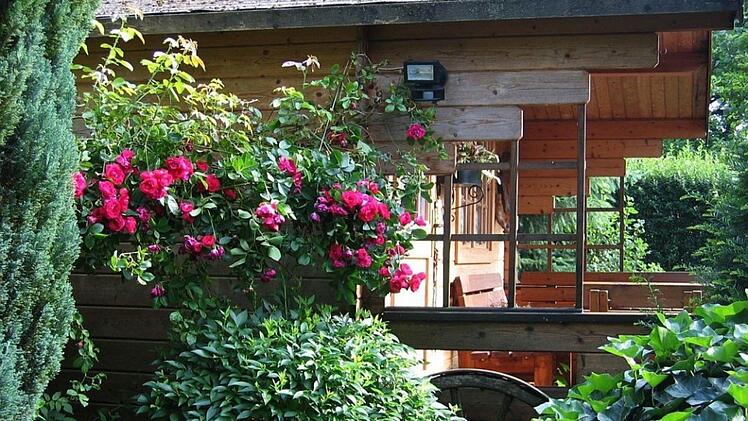 Sommerbild aus dem Garten Foto: Dieter Jochum