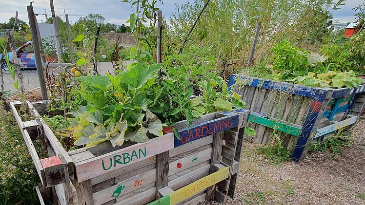 Urban Gardening wie hier am Hubland auf dem Gelände der ehemaligen Landesgartenschau in Würzburg gibt es bald auch in Schweinfurt. Am Olympia-Morata-Gymnasium entsteht ein Projekt der Bayerischen Landesanstalt für Gartenbau.  Ernst Lauterbach