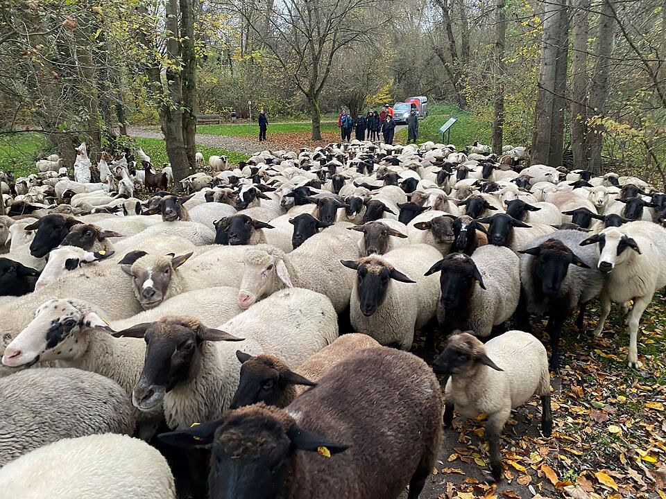Hunderte Schafe ziehen durch Nürnberg - Naturspektakel in Bildern