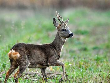 Paterick Pleul/dpa
