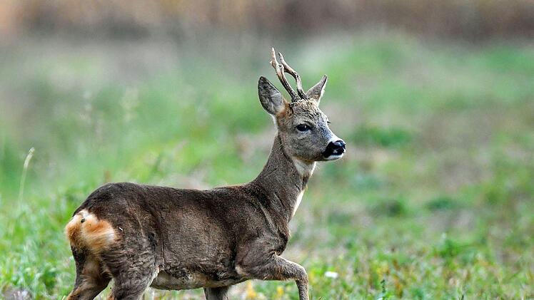 Paterick Pleul/dpa