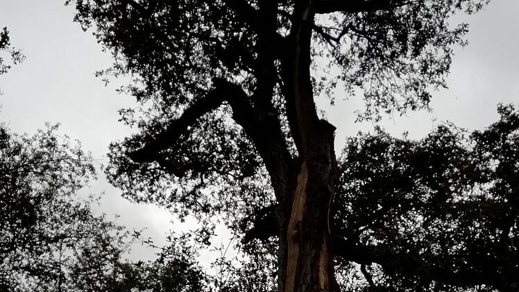 Vom Stamm bis zur Krone ist die alte Eiche gespalten. Foto: Fabian Nöth