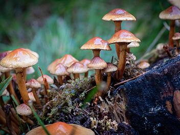 Pilze Wald