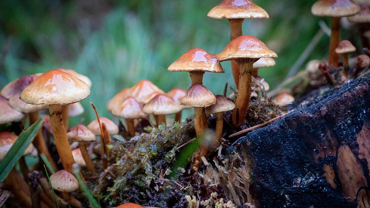 Pilze Wald
