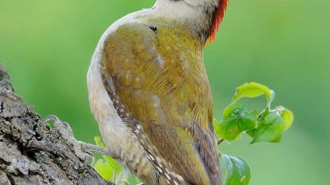 Der Grünspecht ist der Vogel des Jahres 2014. Foto: Peter Kühn/NABU/dpa