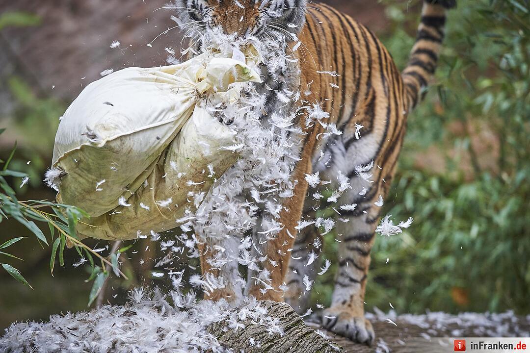 Tigerdame Katinka spielt Kissenschlacht im Tiergarten Nürnberg