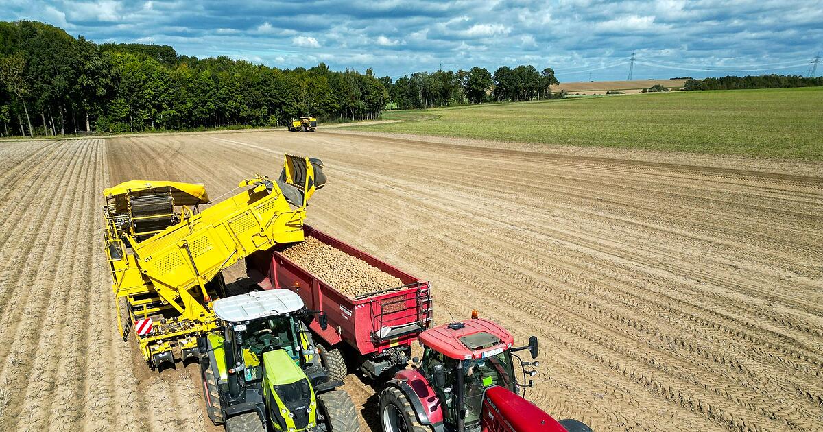 Top-Kartoffelernte-aber-die-Verbraucher-profitieren-kaum