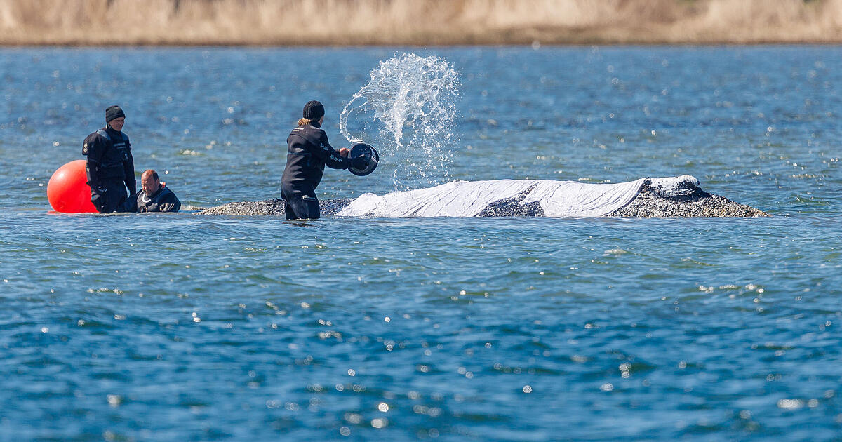 'Timmy'-Retter vor Durchbruch? Rätselraten um Zustand des Ostsee-Wals