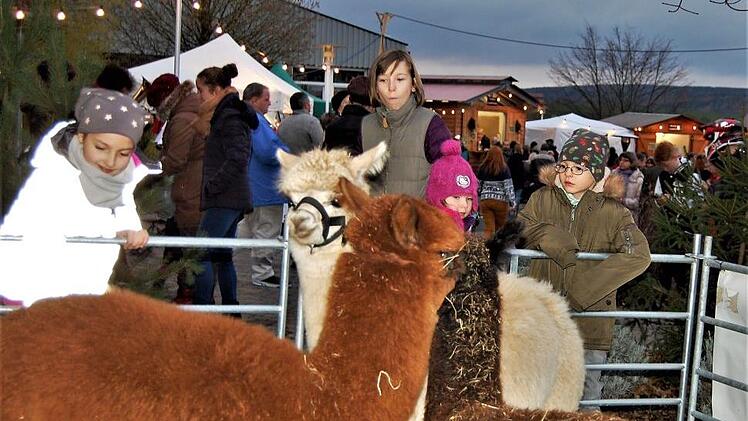 Die Alpakas aus der Rhön ließen sich sogar streicheln.
