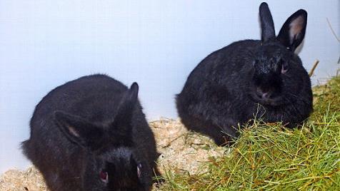 ... und seine Br&uuml;der Larkson und Kilian Fotos: Tierheim Kronach