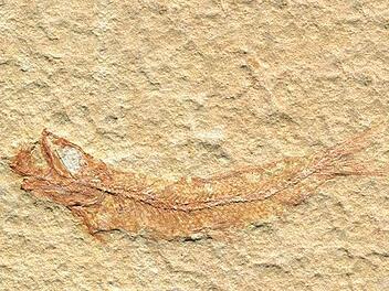 Der sprottenähnliche Zartschupper ist das Fossil des Jahres Foto: M. Schellenberger/Bayerische Staatssammlung für Paläontologie und Geologie/Staatliche naturwissenschaftliche Sammlungen Bayerns/dpa