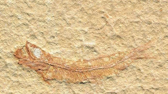 Der sprottenähnliche Zartschupper ist das Fossil des Jahres Foto: M. Schellenberger/Bayerische Staatssammlung für Paläontologie und Geologie/Staatliche naturwissenschaftliche Sammlungen Bayerns/dpa
