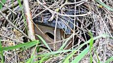 Mauswieselkasten, versteckt in einem Reisighaufen. Foto: Dagmar Besand