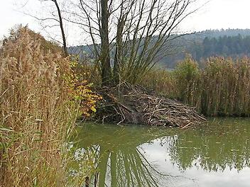 An der Weiherkette Gemünda-Jesserndorf hat sich der Biber auf den nahen Winter vorbereitet. Die Biberburg "steht".  Foto: Wolfgang Lappe