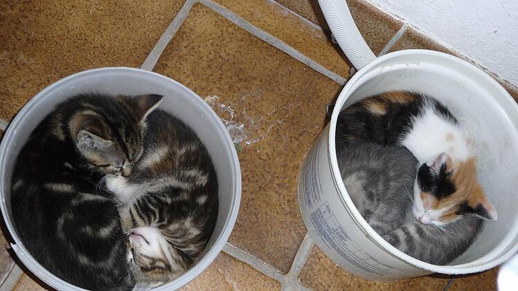 Am Anfang suchte sich die scheue Katzenfamilie ihr Ruheplätzchen in zwei Eimern.  Foto: Rottmann