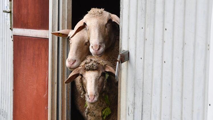 Mäh und herzlich willkommen in Marktgraitz! Foto: Ronald Rinklef