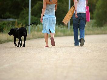 Hund verursacht Fahrradunfall im Kreis Würzburg