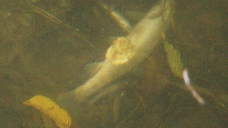 Bei manchen Fischen ist der Bauch geplatzt.