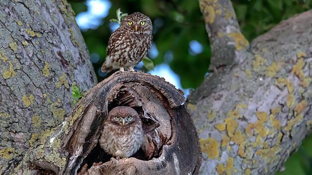 Gr&uuml;ngitter macht's m&ouml;glich: F&uuml;r Steinkauze wurden alte Baumh&ouml;hlen zur Brut hergerichtet.