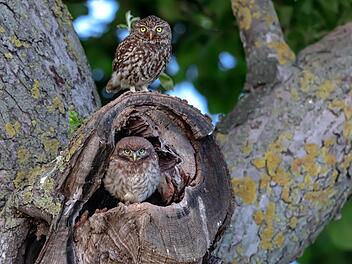 Grüngitter macht's möglich: Für Steinkauze wurden alte Baumhöhlen zur Brut hergerichtet.