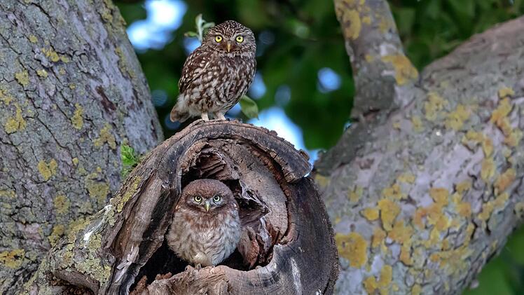 Grüngitter macht's möglich: Für Steinkauze wurden alte Baumhöhlen zur Brut hergerichtet.