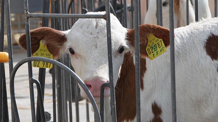 Impressionen vom Grundhof in Breitenbach Foto: Ulrike Müller