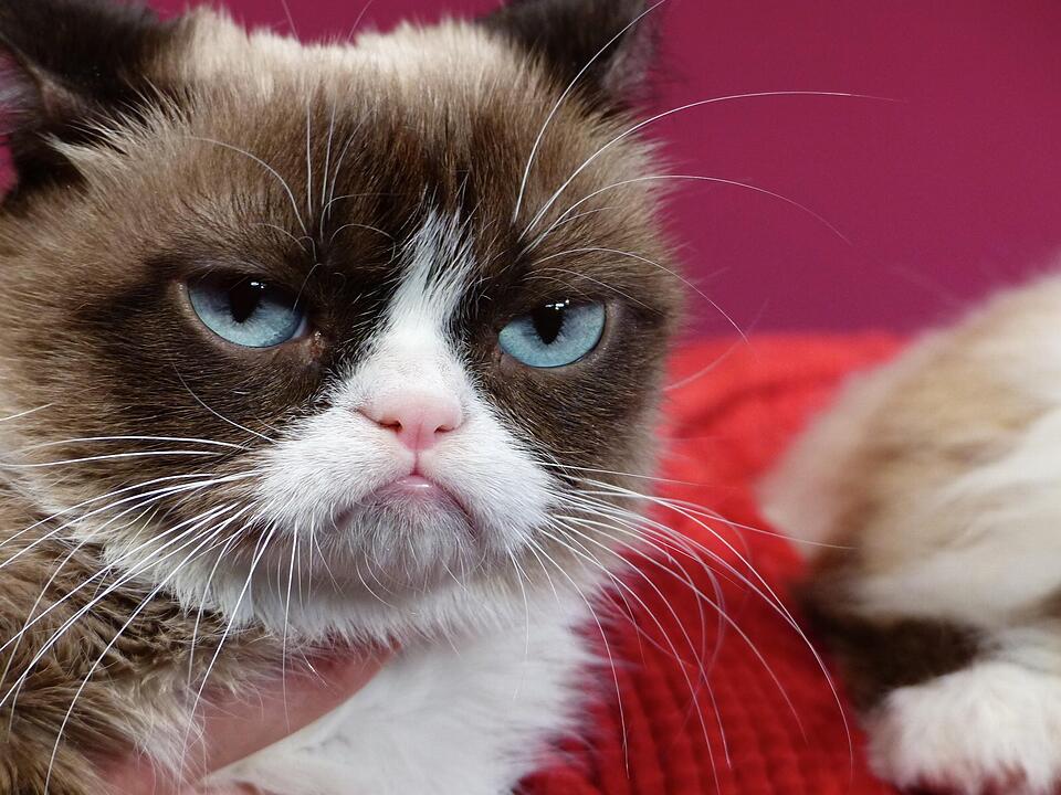 «Grumpy Cat» erhält Doppelgänger bei Madame Tussauds