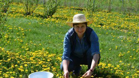 Franziska Kormann bei der L&ouml;wenzahnernte auf ihrem NaturparkhofCorinna Brauer