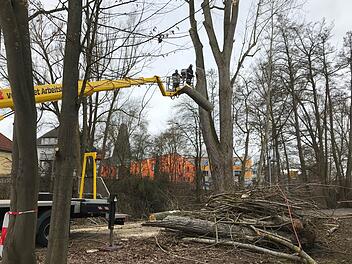 "Baum fällt" - zumindest ein weiteres Stück wird abgetragen. Gut 500 Kilogramm schlagen gleich auf dem Boden ein.  Foto: Michael Busch