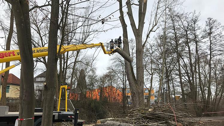 "Baum fällt" - zumindest ein weiteres Stück wird abgetragen. Gut 500 Kilogramm schlagen gleich auf dem Boden ein.  Foto: Michael Busch