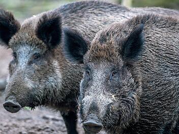 Der Grenzzaun soll verhindern, dass sich die Afrikanische Schweinepest (ASP) in Dänemark ausbreitet. Foto: Jens Büttner, dpa