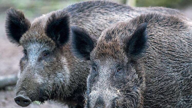 Der Grenzzaun soll verhindern, dass sich die Afrikanische Schweinepest (ASP) in Dänemark ausbreitet. Foto: Jens Büttner, dpa